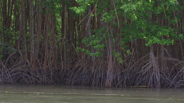 从船沿河运动的湖近岸红树林景观和根在红树林自然森林，生物多样性的海洋和动物家园的环境视频素材