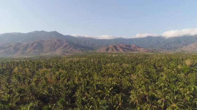 热带景观，棕榈树和山脉视频素材