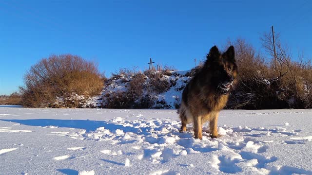 德国牧羊犬站在雪地里视频素材