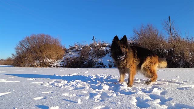 在雪中奔跑的德国牧羊犬。视频素材