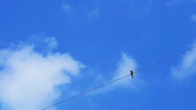 鸟儿挂在电线上，白云飘过湛蓝的天空视频素材