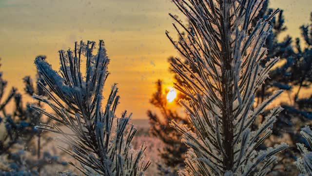 雪花飘落自然森林树木景观白色阳光冬日心情。光和明亮的雪寒冷的时间，视频循环，cinemagraph。视频循环视频素材