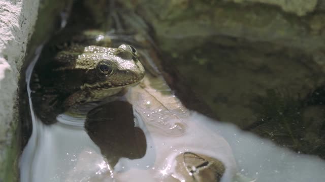 青蛙视频素材