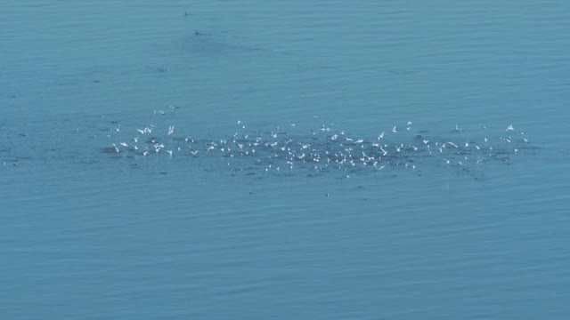 湖鸟视频下载