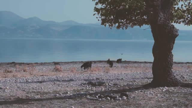 湖岸的动物视频下载