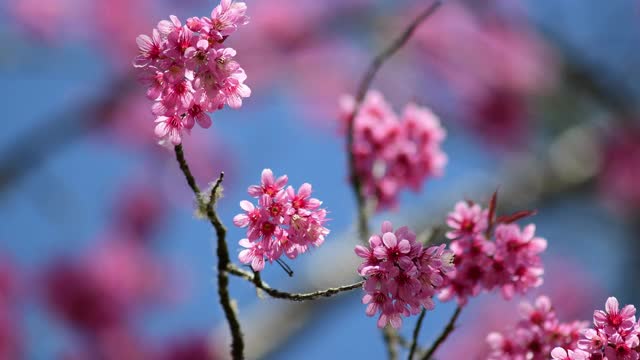 樱花视频素材