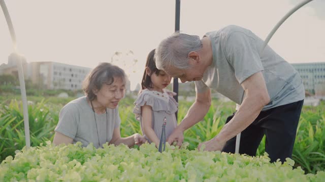 亚洲农民爷爷和奶奶和可爱的女孩坐在一起收割，在农田里挑选农产品视频下载