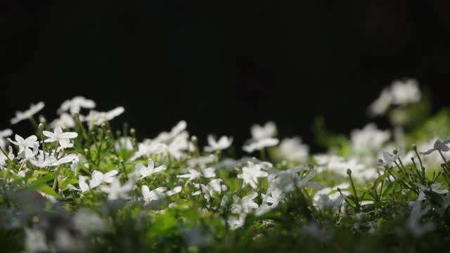 潘拍摄的白色和紫色花的慢镜头视频素材