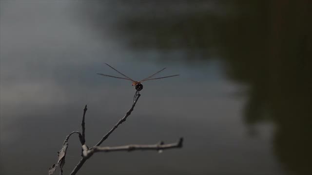 蜻蜓在湖里飞着，紧紧地贴在树枝上。视频素材