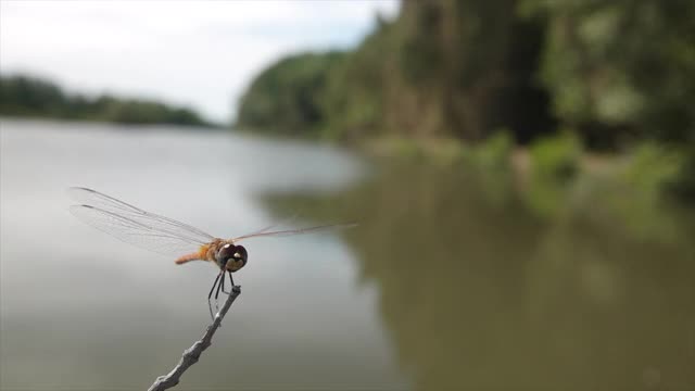 蜻蜓在湖里飞着，紧紧地贴在树枝上。视频素材