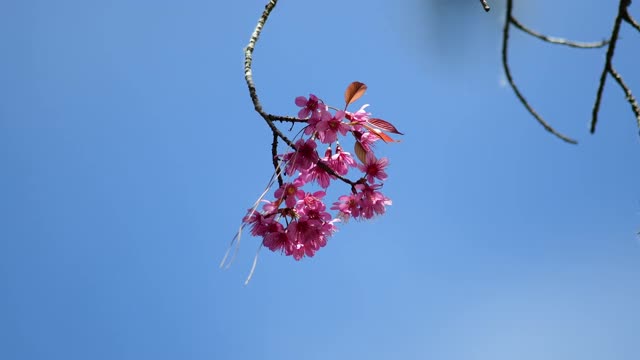 樱花视频素材