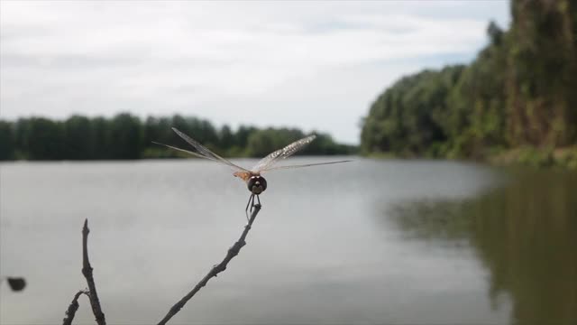 蜻蜓在湖里飞着，紧紧地贴在树枝上。视频素材