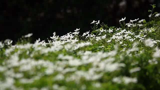 潘拍摄的白色和紫色花的慢镜头视频素材