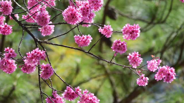 樱花视频素材