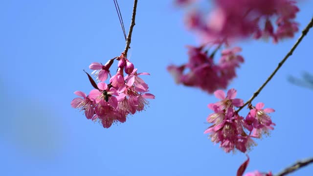 樱花视频素材