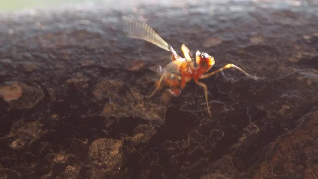 幼虫螳螂视频素材