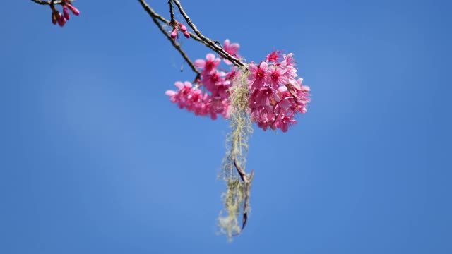 樱花视频素材