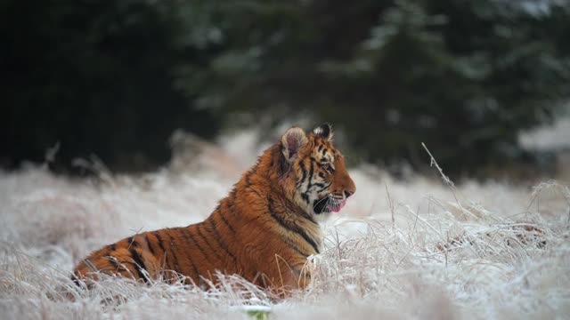 西伯利亚虎(Panthera tigris altaica)在冰冻的草丛中寻找猎物。视频素材