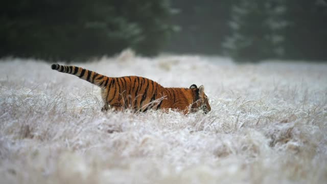 东北虎(Panthera tigris altaica)在一片被雪覆盖的田野上奔跑，动作缓慢。视频素材