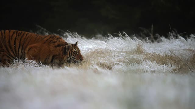 西伯利亚虎(Panthera tigris altaica)在白雪覆盖的田野上奔跑视频素材