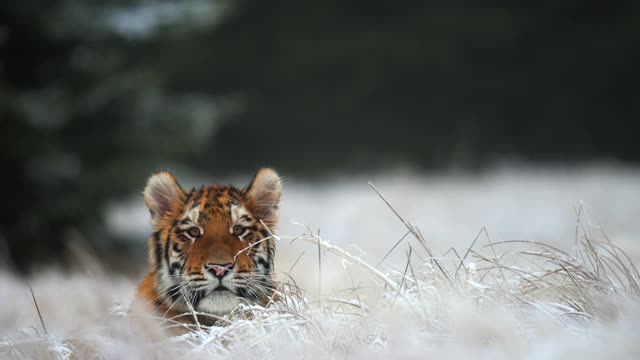 巨大的雌性西伯利亚虎(阿尔泰卡虎)正在寻找猎物。野生大猫在它的自然栖息地。视频素材