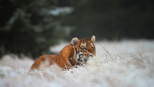 巨大的雌性西伯利亚虎(阿尔泰卡虎)正在寻找猎物。野生大猫在它的自然栖息地。视频素材