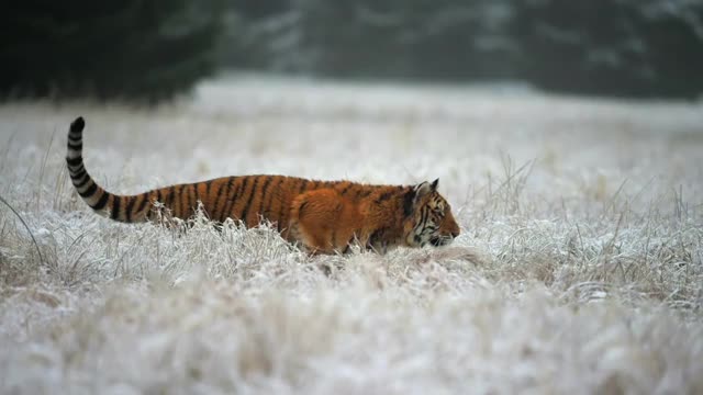 东北虎(Panthera tigris altaica)在一片被雪覆盖的田野上奔跑，动作缓慢。视频素材