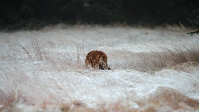 西伯利亚虎(Panthera tigris altaica)在白雪覆盖的田野上奔跑视频素材