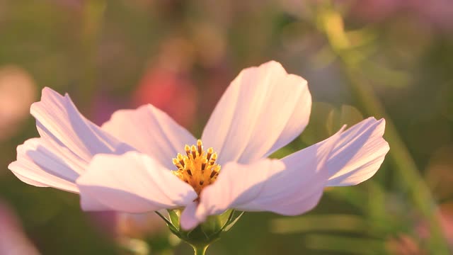 美丽的宇宙花在花园里视频素材