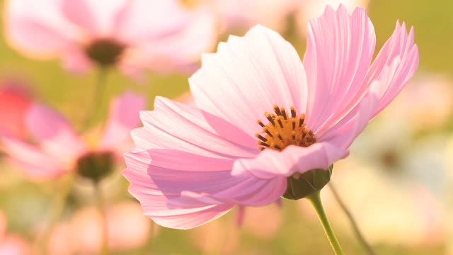 美丽的宇宙花在花园里视频素材