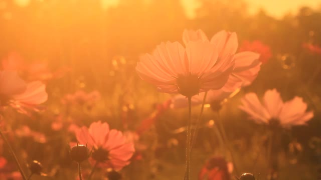 美丽的宇宙花在花园里视频素材