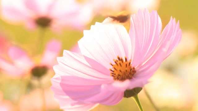 美丽的宇宙花和花园里的蜜蜂视频素材