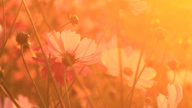 美丽的宇宙花和花园里的蜜蜂视频素材