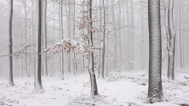 冬天的雪林视频素材