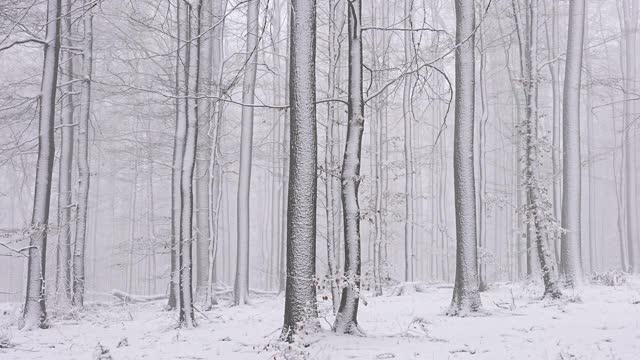 冬天的雪林视频素材