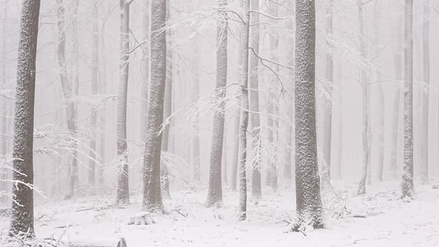 冬天的雪林视频素材