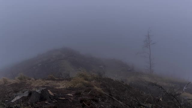 时间推移的浓雾移动在乡村沿着森林道路在日出的背景去看树木和森林。视频素材