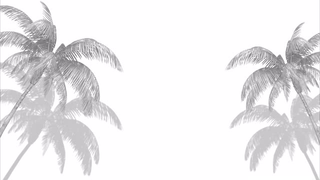白色背景上的两棵白棕榈树。美容沙龙的动画喷溅。视频素材