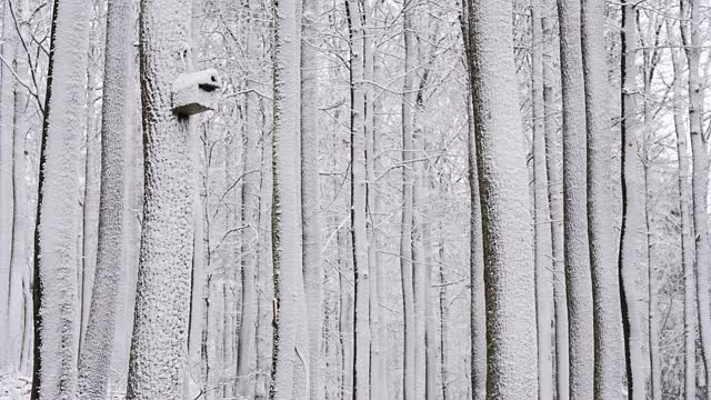 冬天有巢箱的雪地森林视频素材