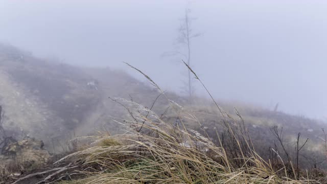 时间推移的观点，黄色的草和在背景的浓雾移动在乡村沿着森林小径在背景去看树木和森林。视频素材