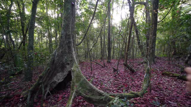 一位亚洲游客，背包客在小径上徒步旅行，在秋天穿过一片布满红枫树的森林。山山户外景观背景。冒险的生活方式。视频素材