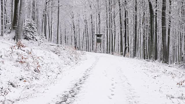 雪林里的盲猎路视频素材