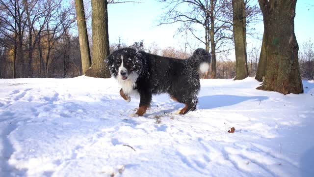 伯恩斯山犬在一个阳光明媚的日子里在公园散步，抖掉积雪视频素材