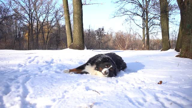 在一个阳光明媚的日子里，伯恩犬躺在公园散步的雪地上视频素材