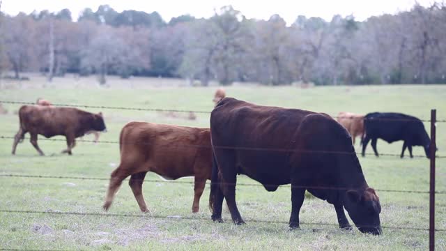 自由放养的肉牛，包括公牛、母牛和小牛，视频素材