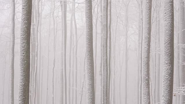 冬天的雪林视频素材