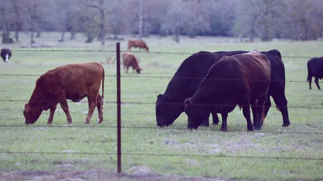 自由放养的肉牛，包括公牛、母牛和小牛，视频素材