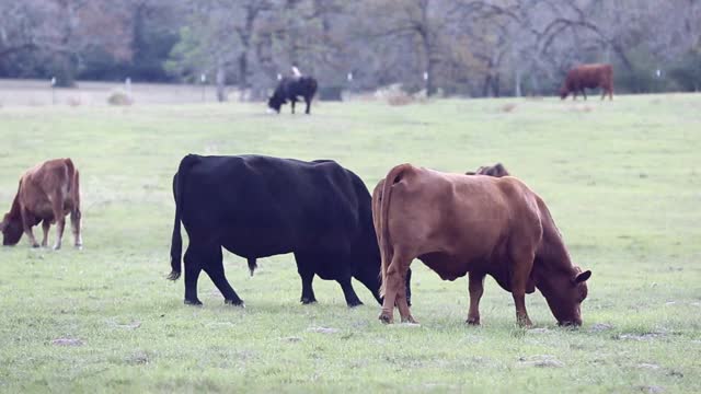 自由放养的肉牛，包括公牛、母牛和小牛，视频素材