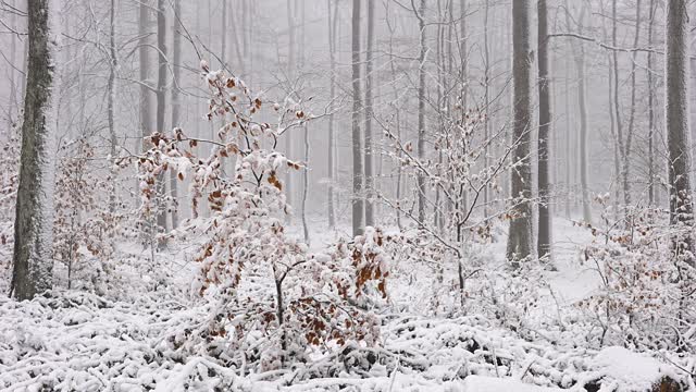 冬天的雪林视频素材