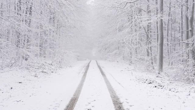 冬天雪地里的森林视频素材